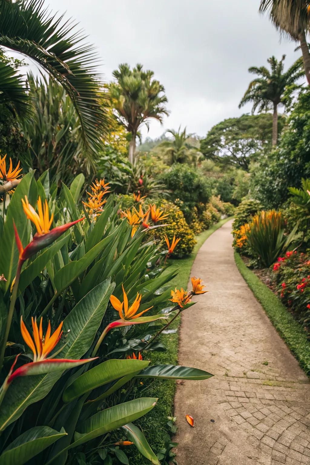 Refine your garden paths with vibrant Bird of Paradise borders.