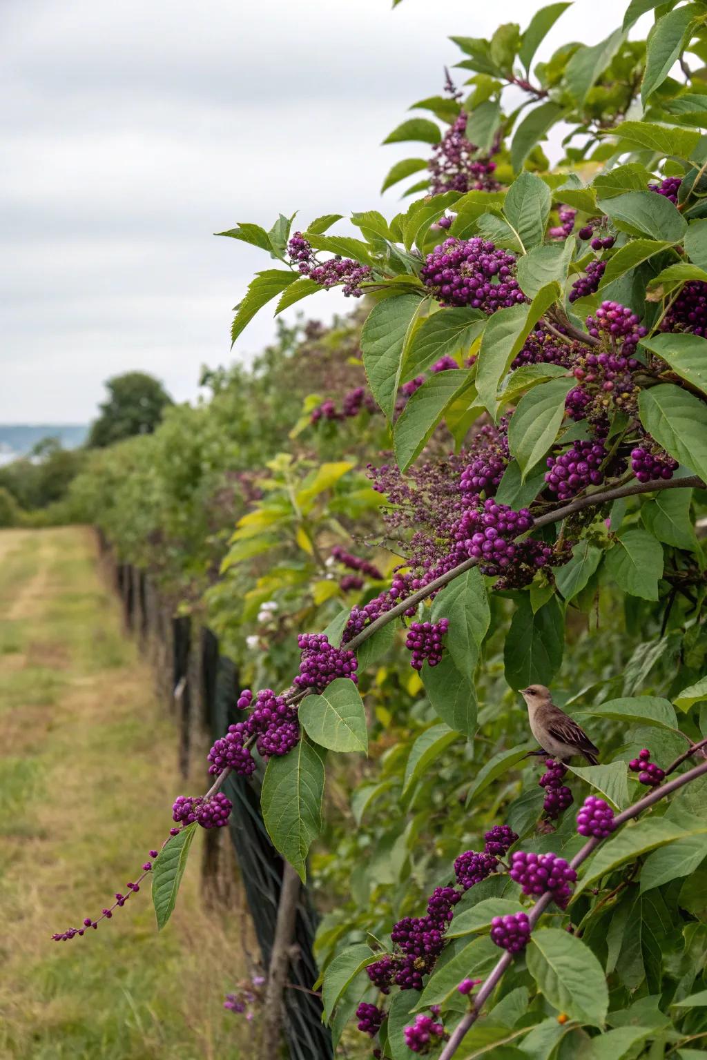 Beautyberry bushes offer privacy and a feast for wildlife.