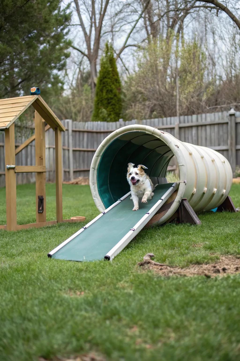 Agility equipment could transform your yard into a fun recreation area.