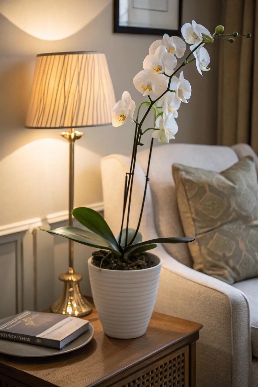 A minimalist ivory orchid injecting refinement into a cozy nook.