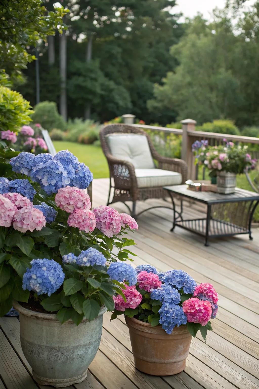 Hydrangeas in pots amplify the peace of a timber deck furnished with seating.