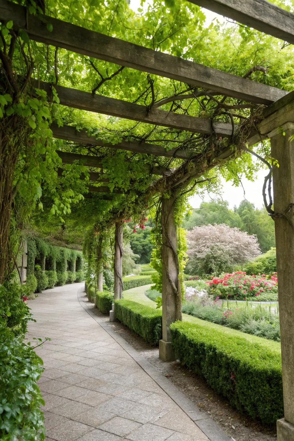 This pergola has been transformed into a beautiful, natural canopy by green vines.