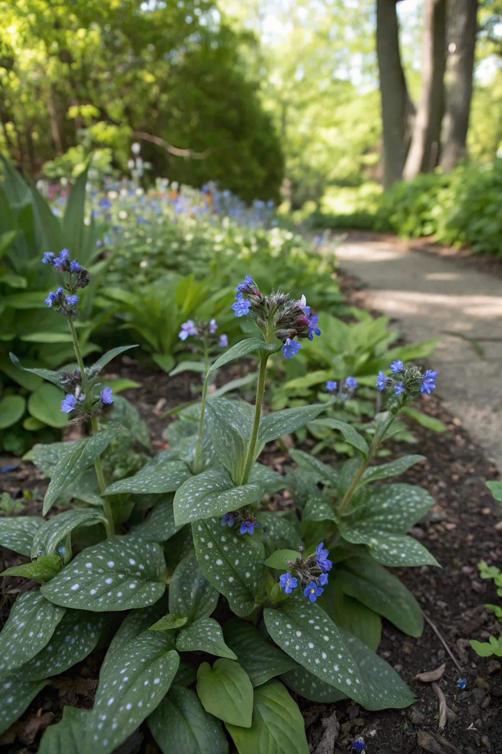 Lungwort contributing unique charm to shaded gardens.