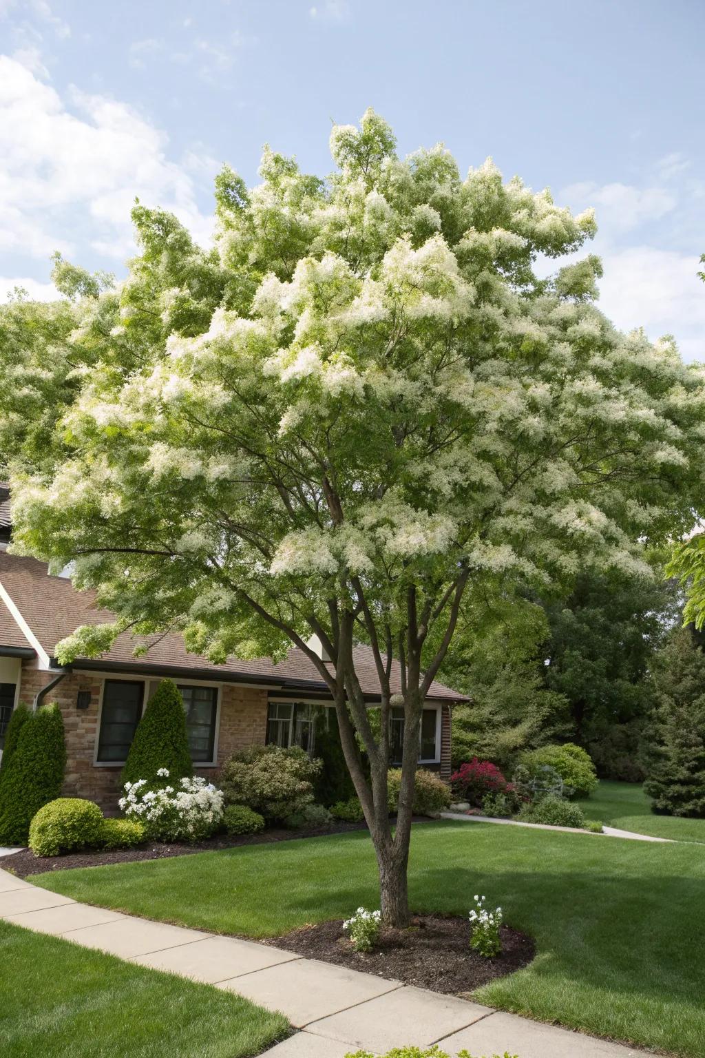 Tassel tree adding fragrance and beauty to a front yard.