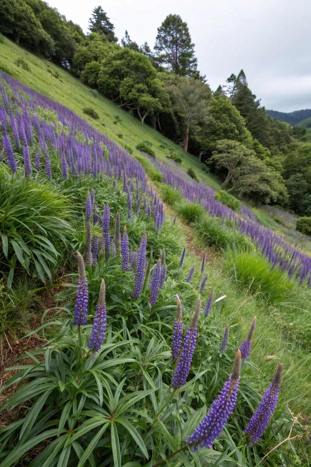 Blue Lilyturf makes bold declarations on tough slopes.