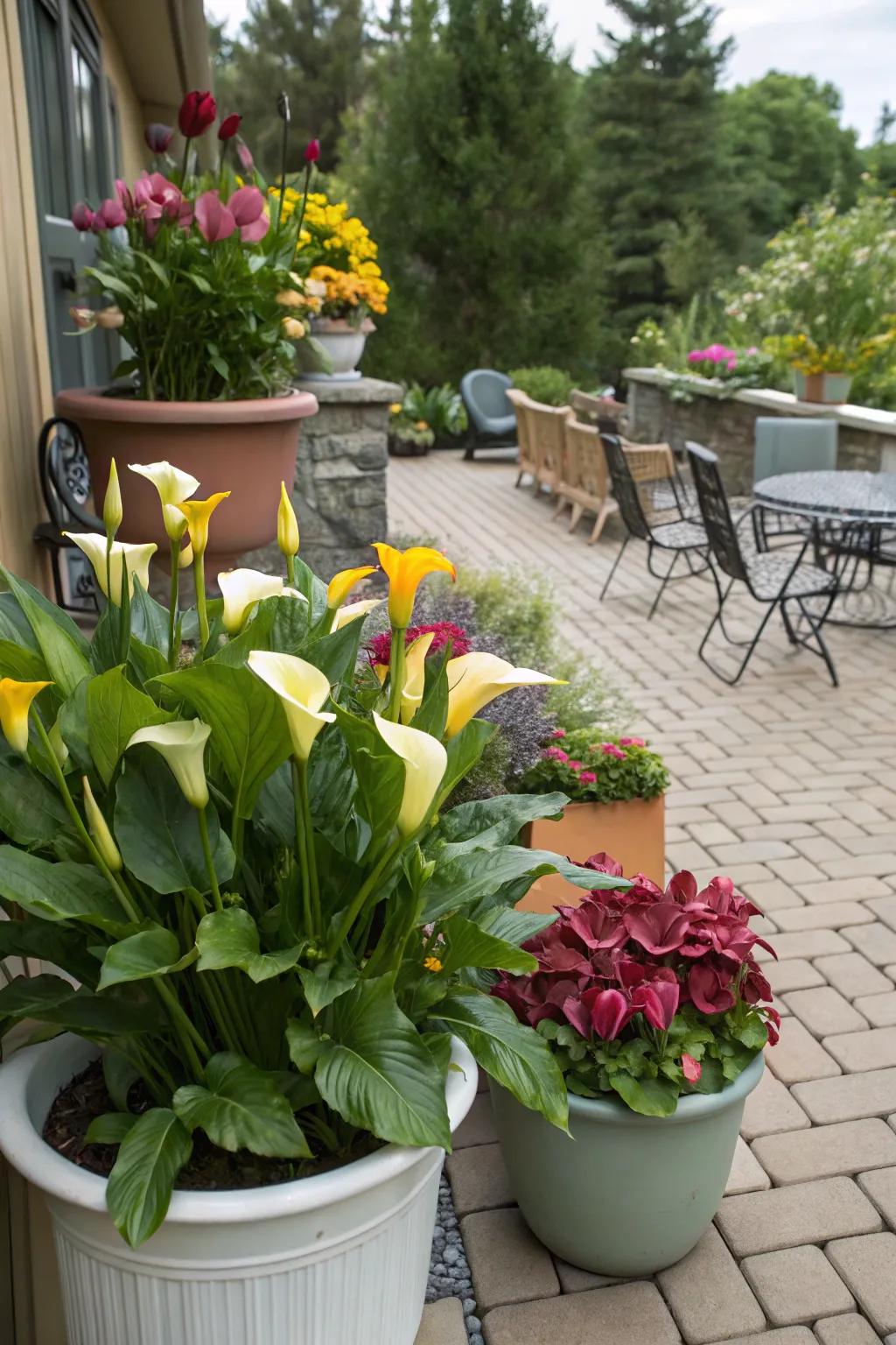Calla lilies bringing life and color to pot gardens on a porch.