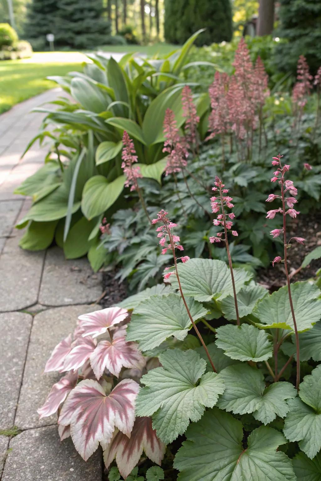 Huecheras and hostas develop a lovely visual contrast in a garden.