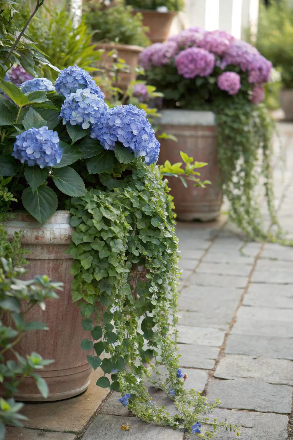 Hydrangeas teamed with trailing greenery for a full, mixed pot arrangement.