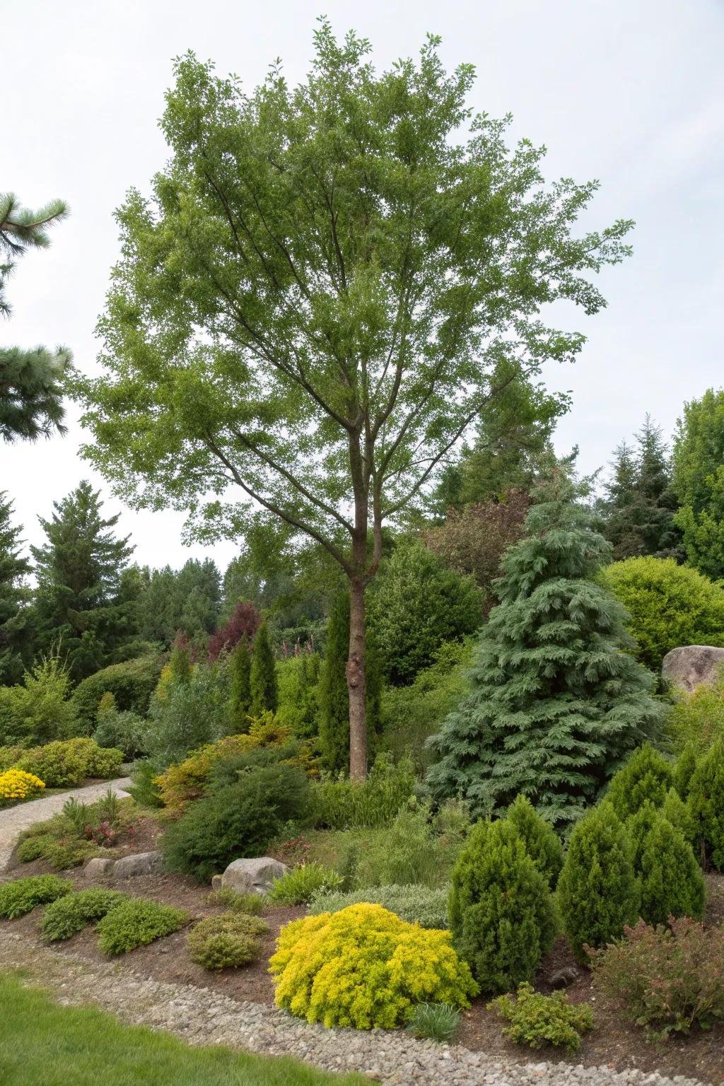 Greens and bushes give year-round beauty encircling trees.