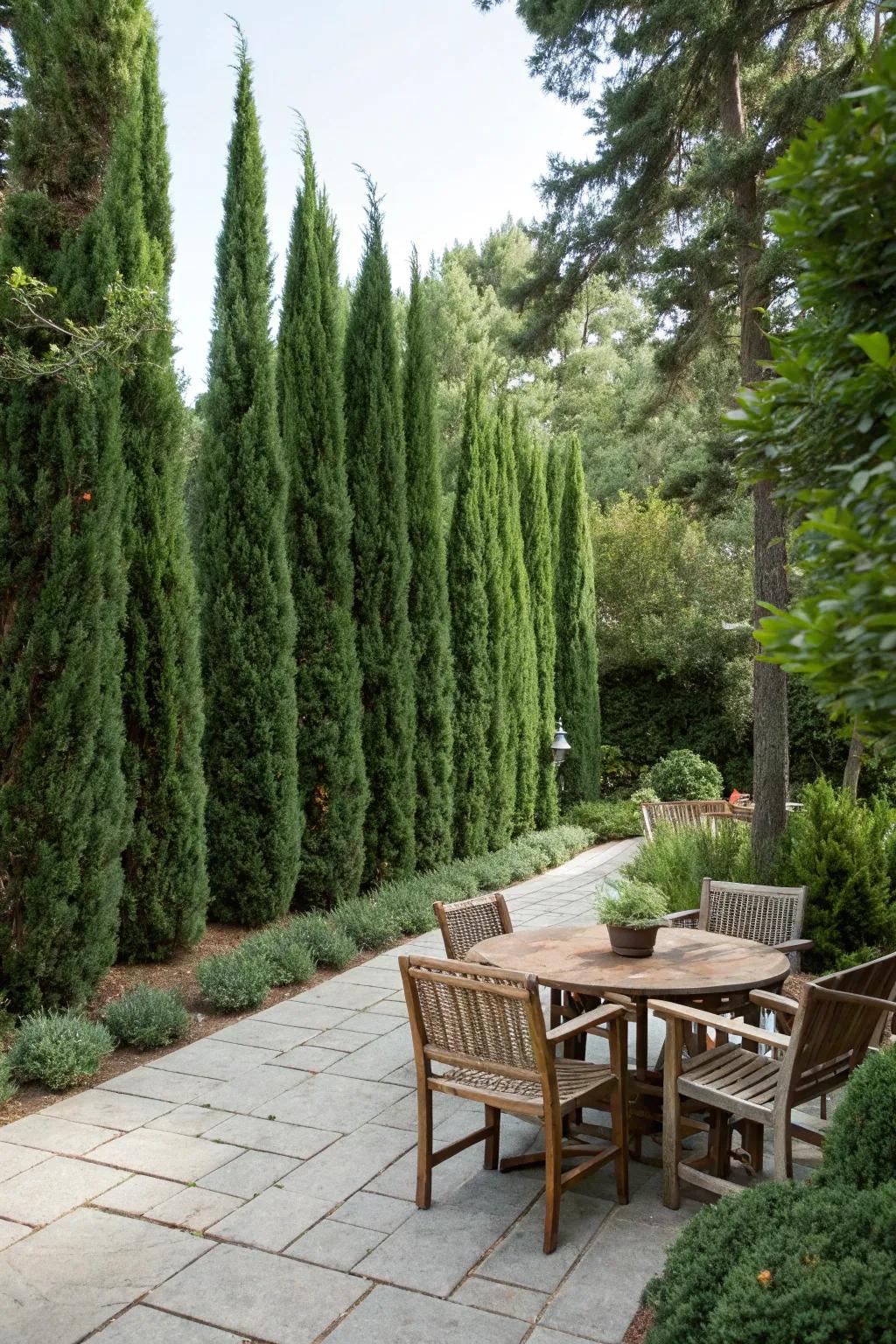 Enhance your patio using Leyland cypress to create a secluded outdoor sanctuary.