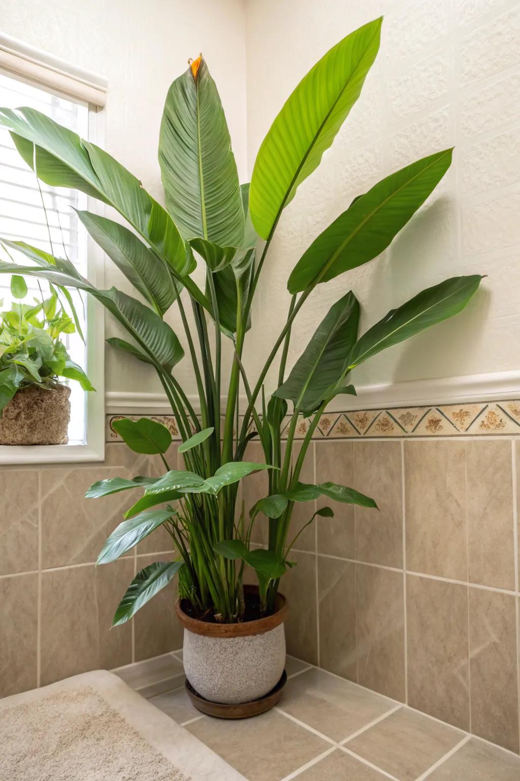 Infuse your bathroom with a tropical touch with humidity-loving plants.