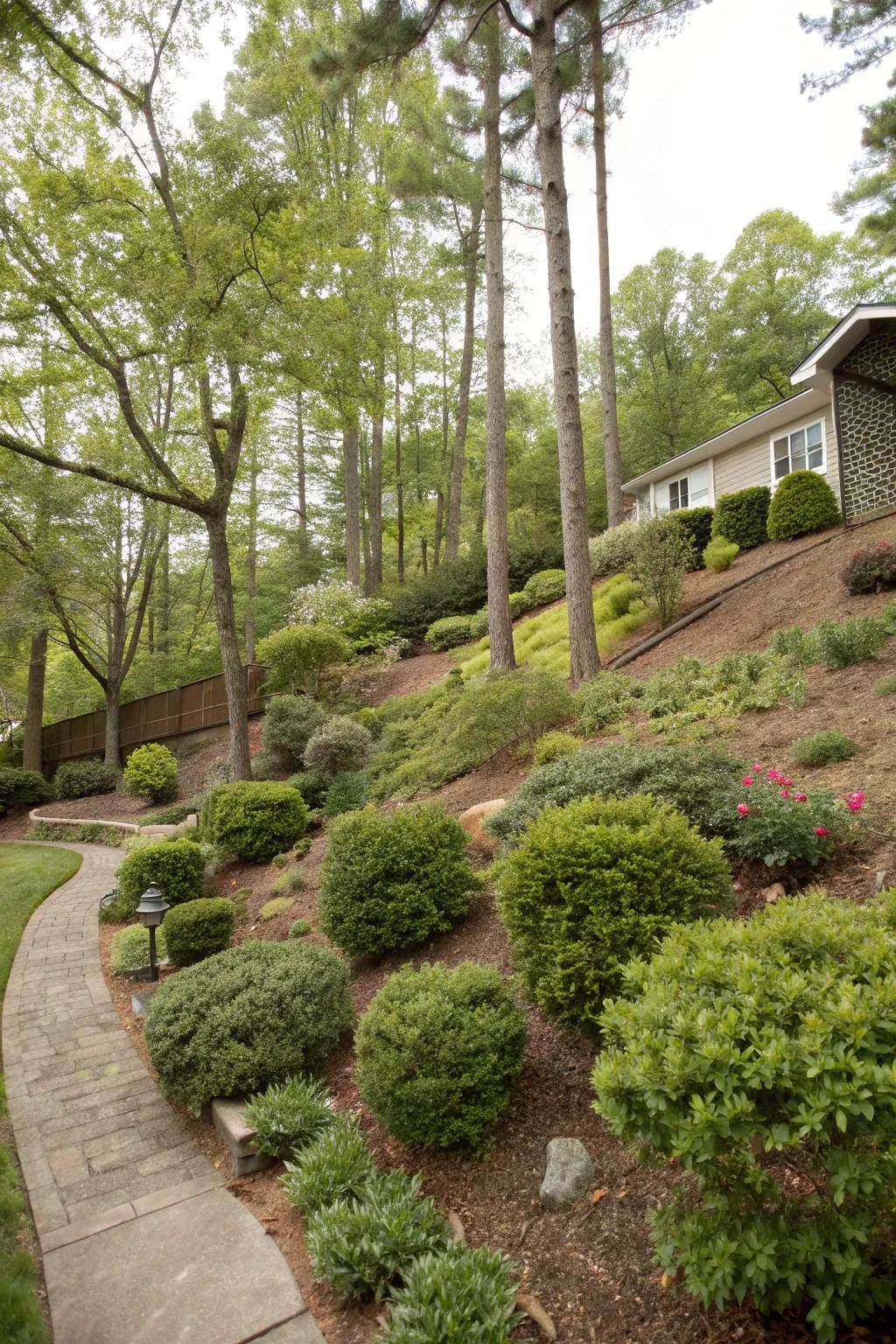 Verdant plants cultivate a rich, multi-layered landscape.