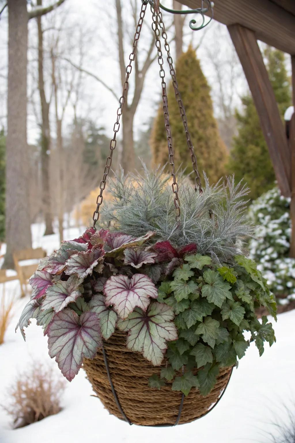Heucheras provide rich, colorful foliage for winter displays.