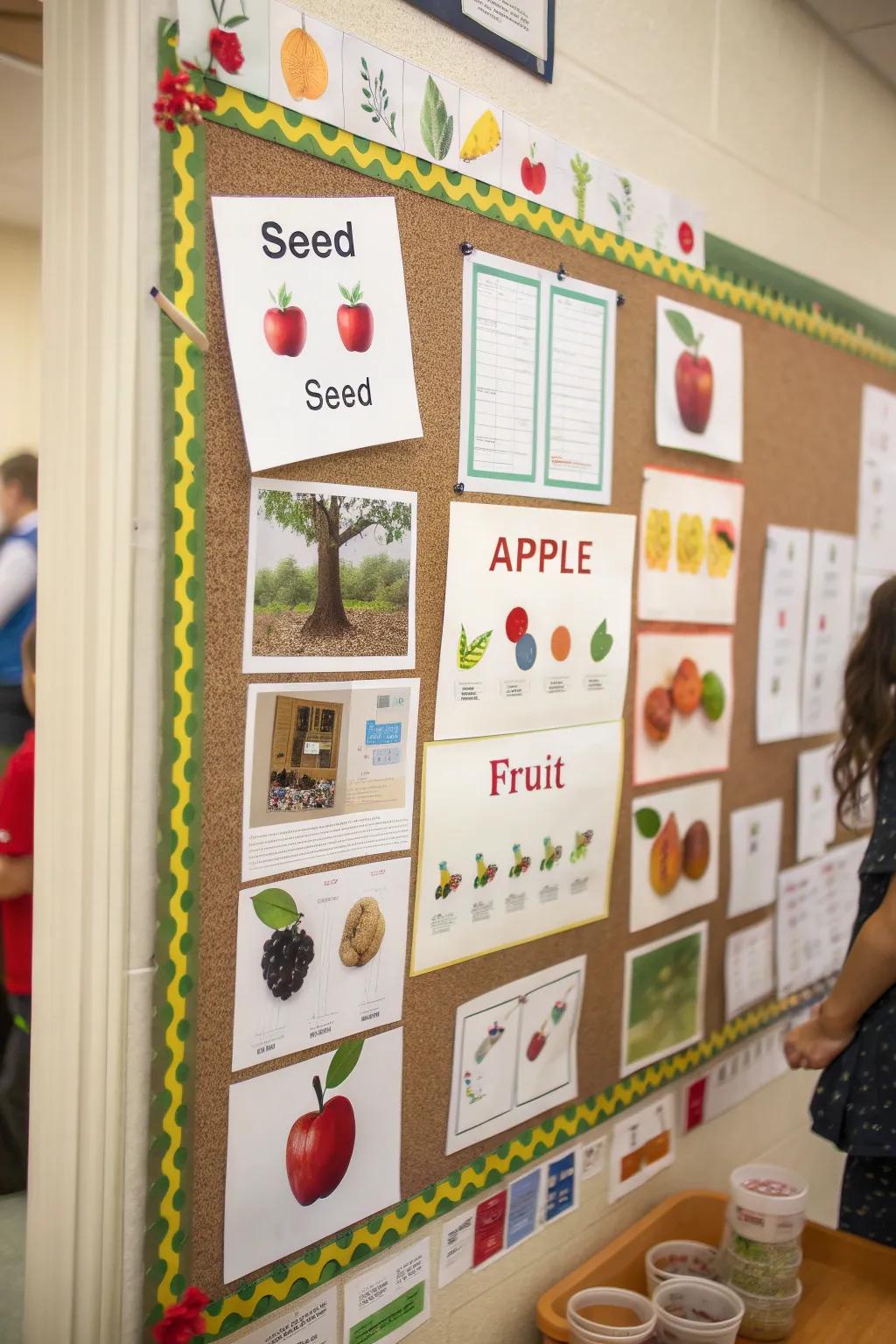 Explore growth through a fruit development cycle display.