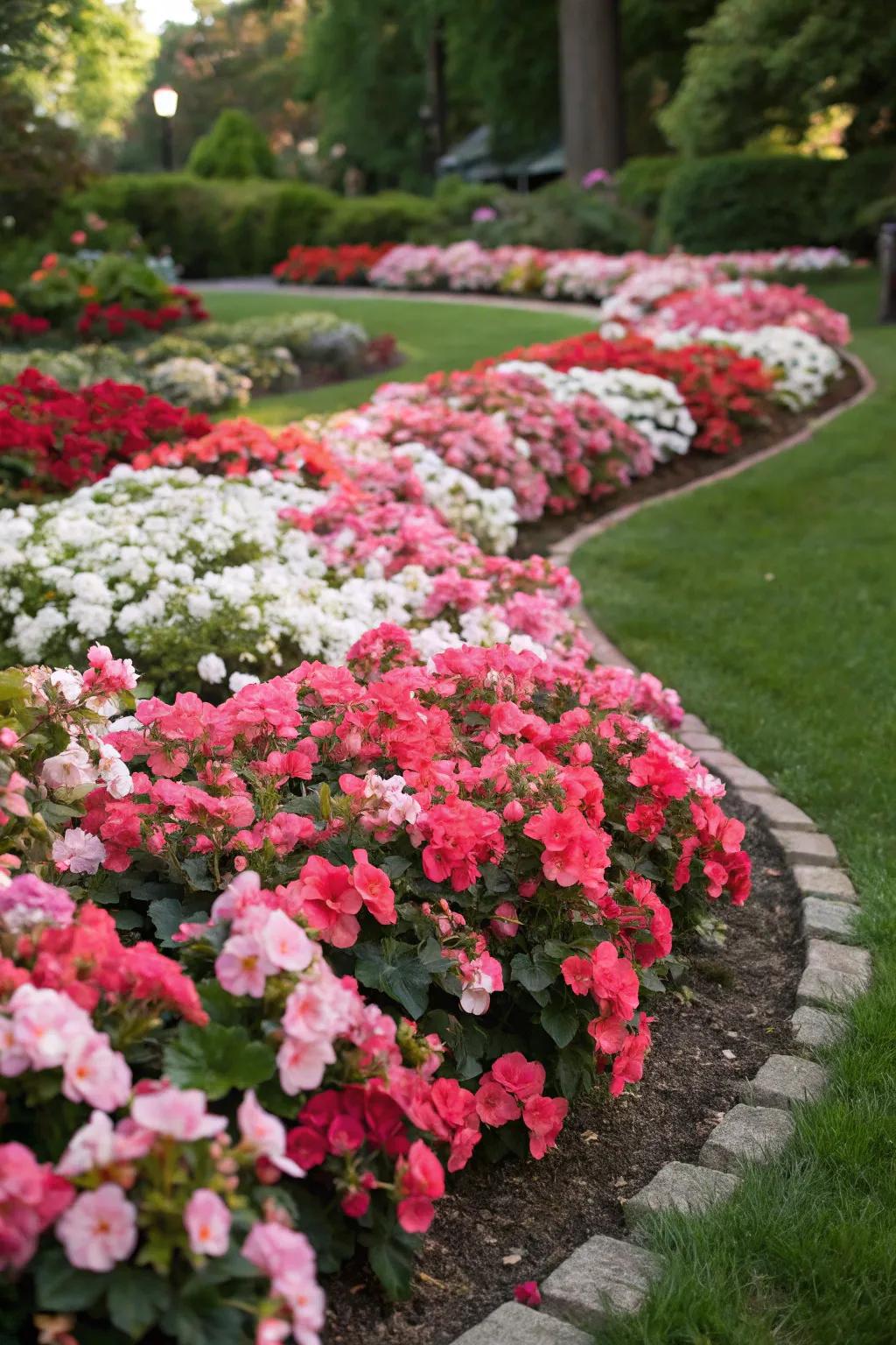 Begonias serve as outstanding colorful ground cover.