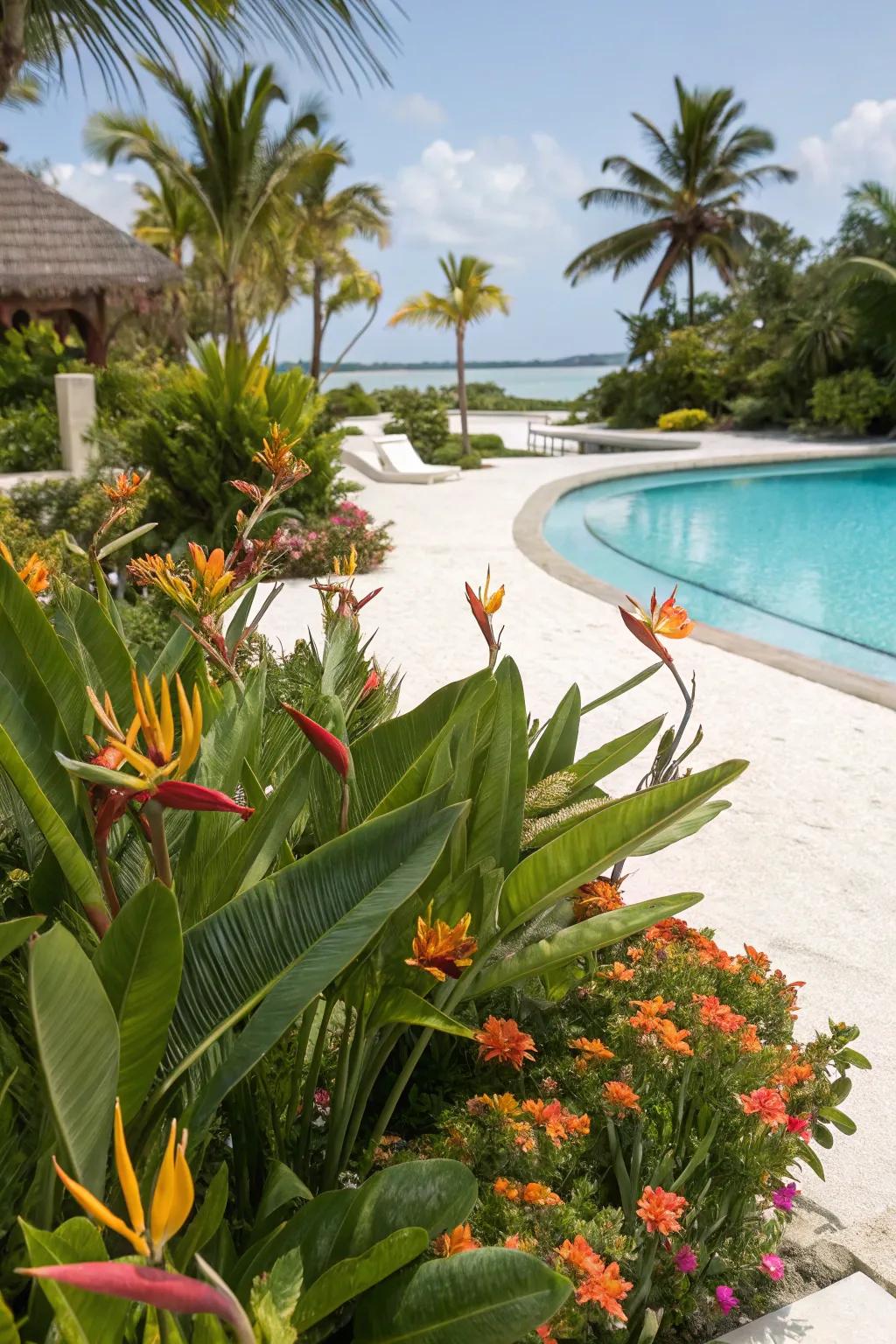 Transform your poolside into a tropical oasis with Bird of Paradise.