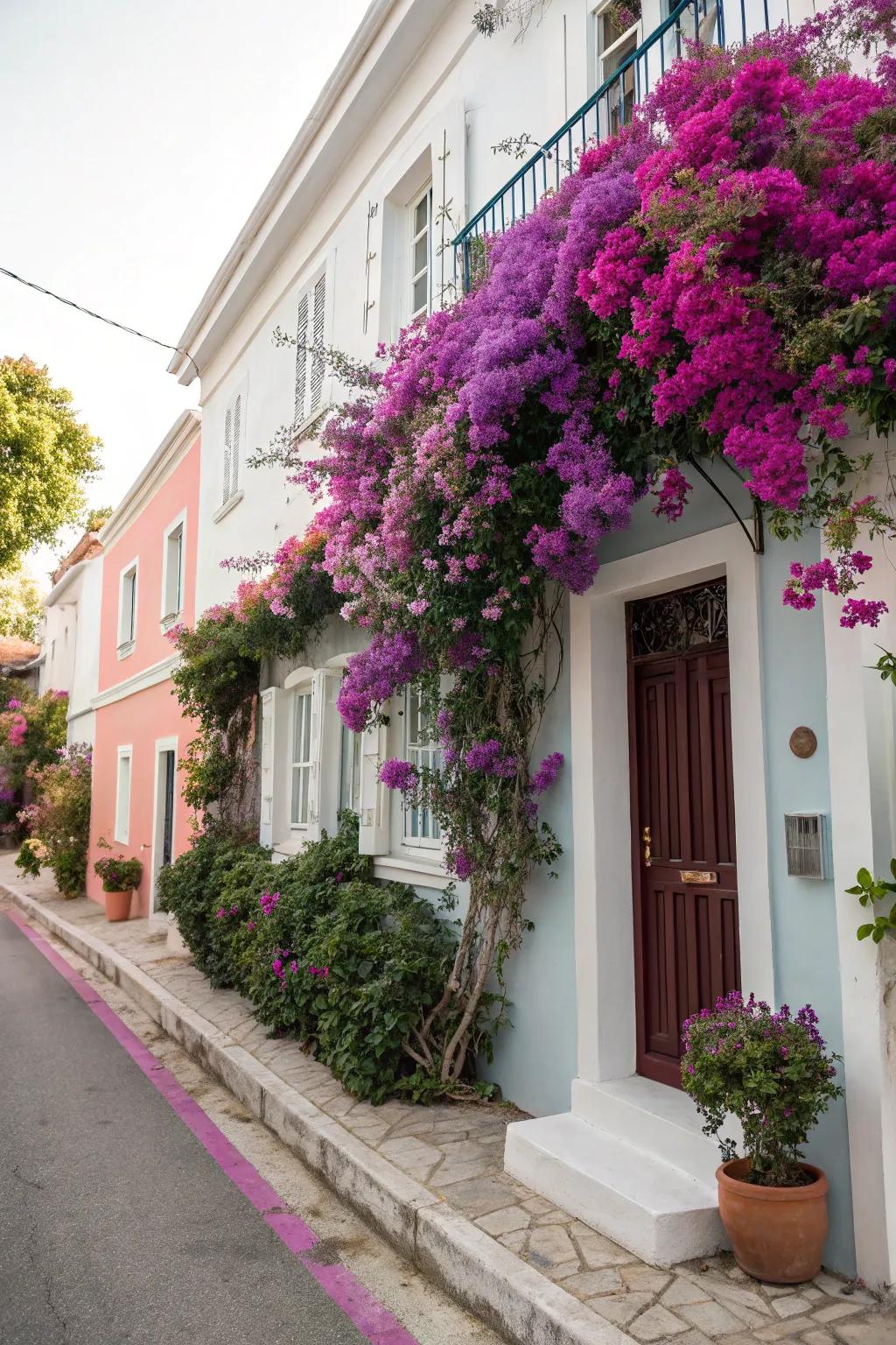 Bougainvillea uses vibrant colors to highlight a home's facade.