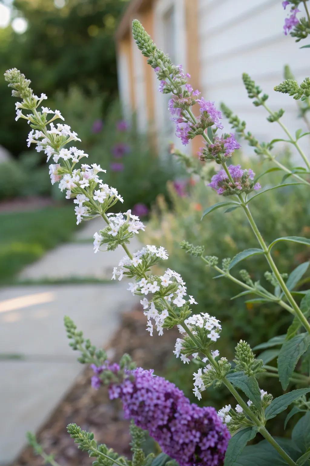 Mint Breeze delivers a fragrant accompaniment to the Flutterby Plant.