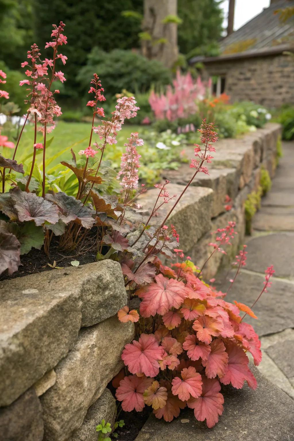 Huecheras inject bright color to a garden's rock features.