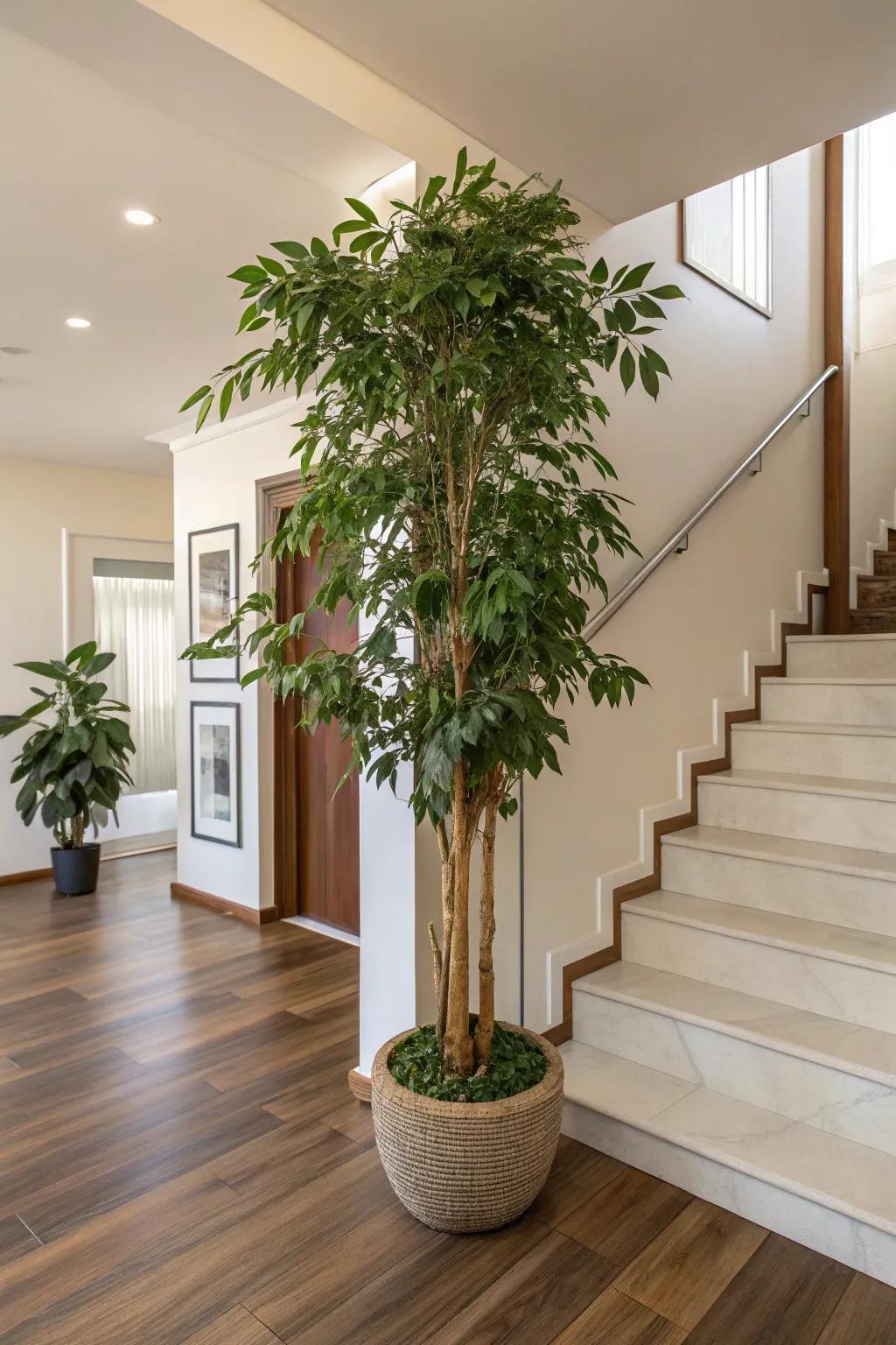 Plants in a foyer can invigorate the space with natural beauty.