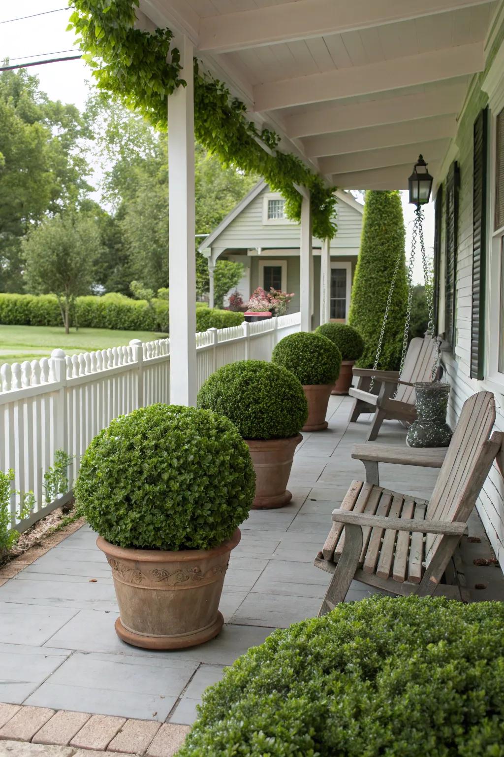 Potted boxwood bushes supply a typical and flexible privacy fix.