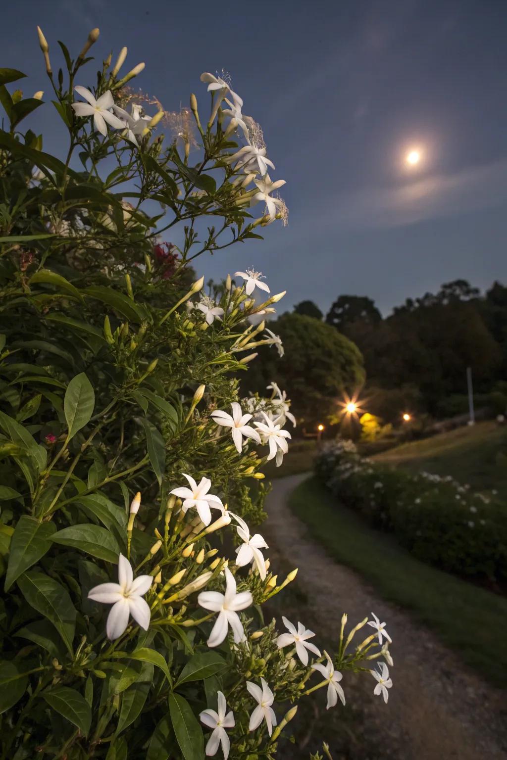 Night-blooming jasmine infuses the night air with fragrance.