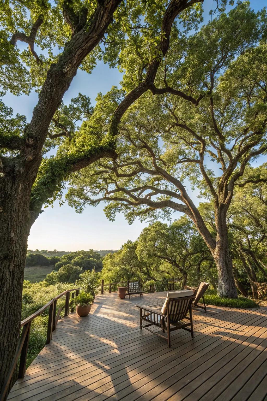 Shade trees enrich your deck with natural elegance and comfort.