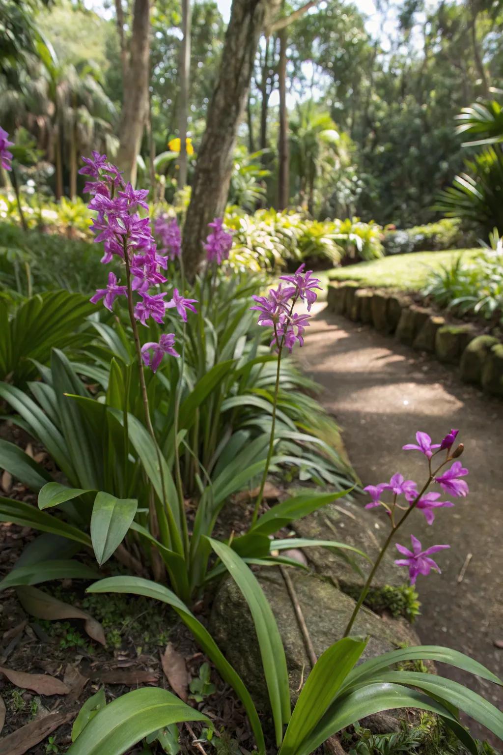 Ground orchids adding a tropical twist to the garden.