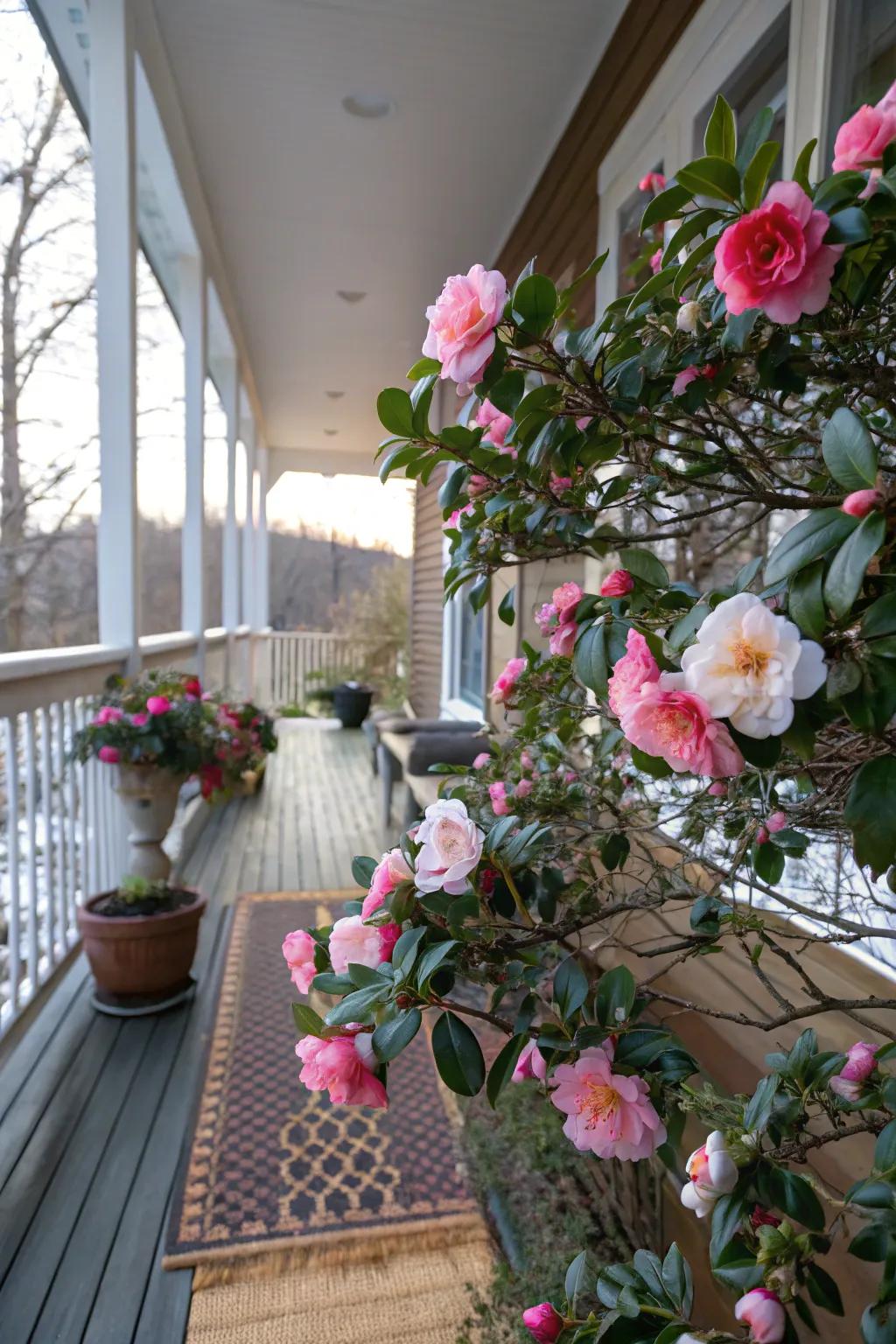 Camellias deliver brilliant flowers, even in winter.
