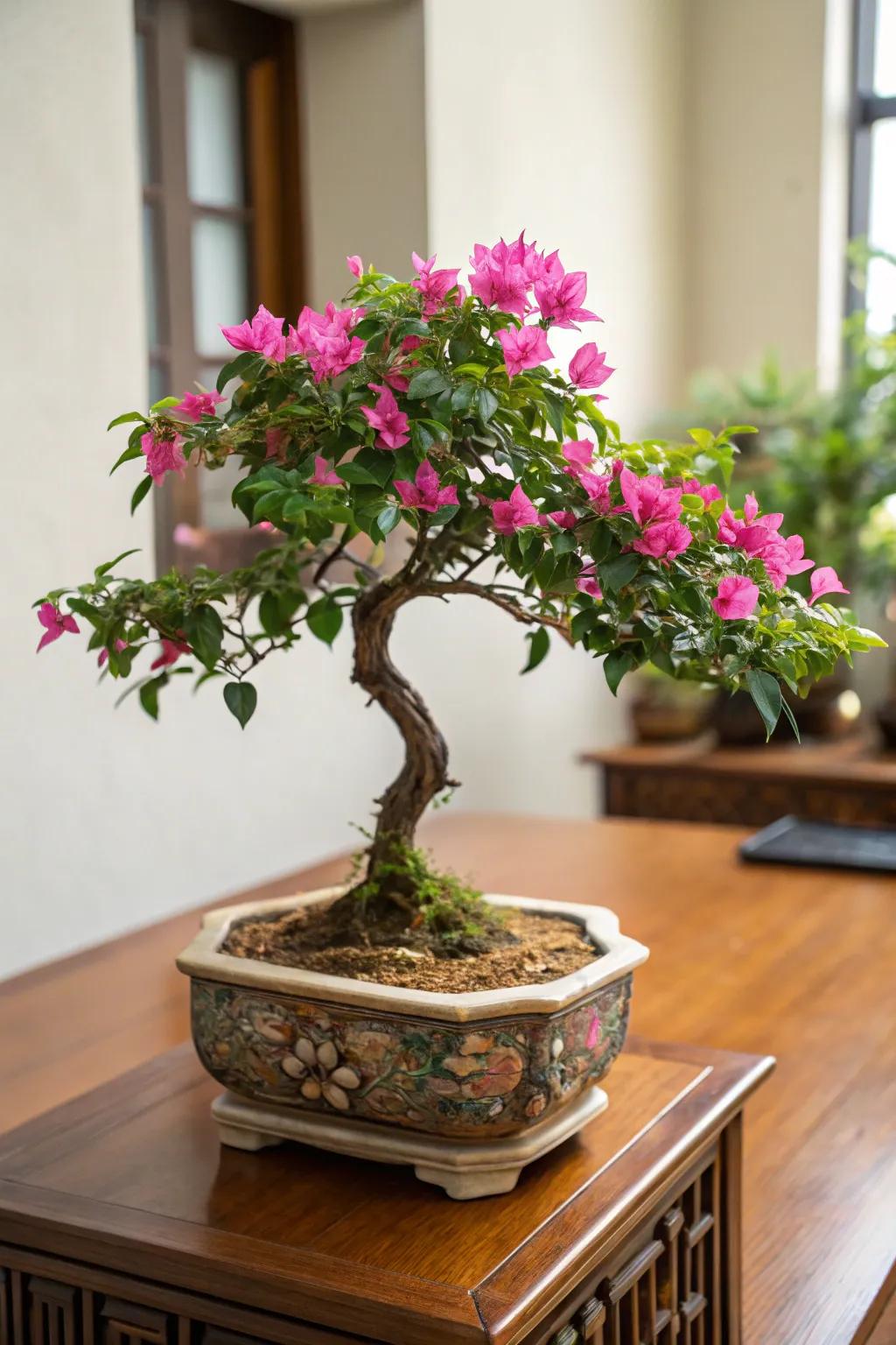 An indoor environment is brightened with vibrant hues by a bougainvillea bonsai.