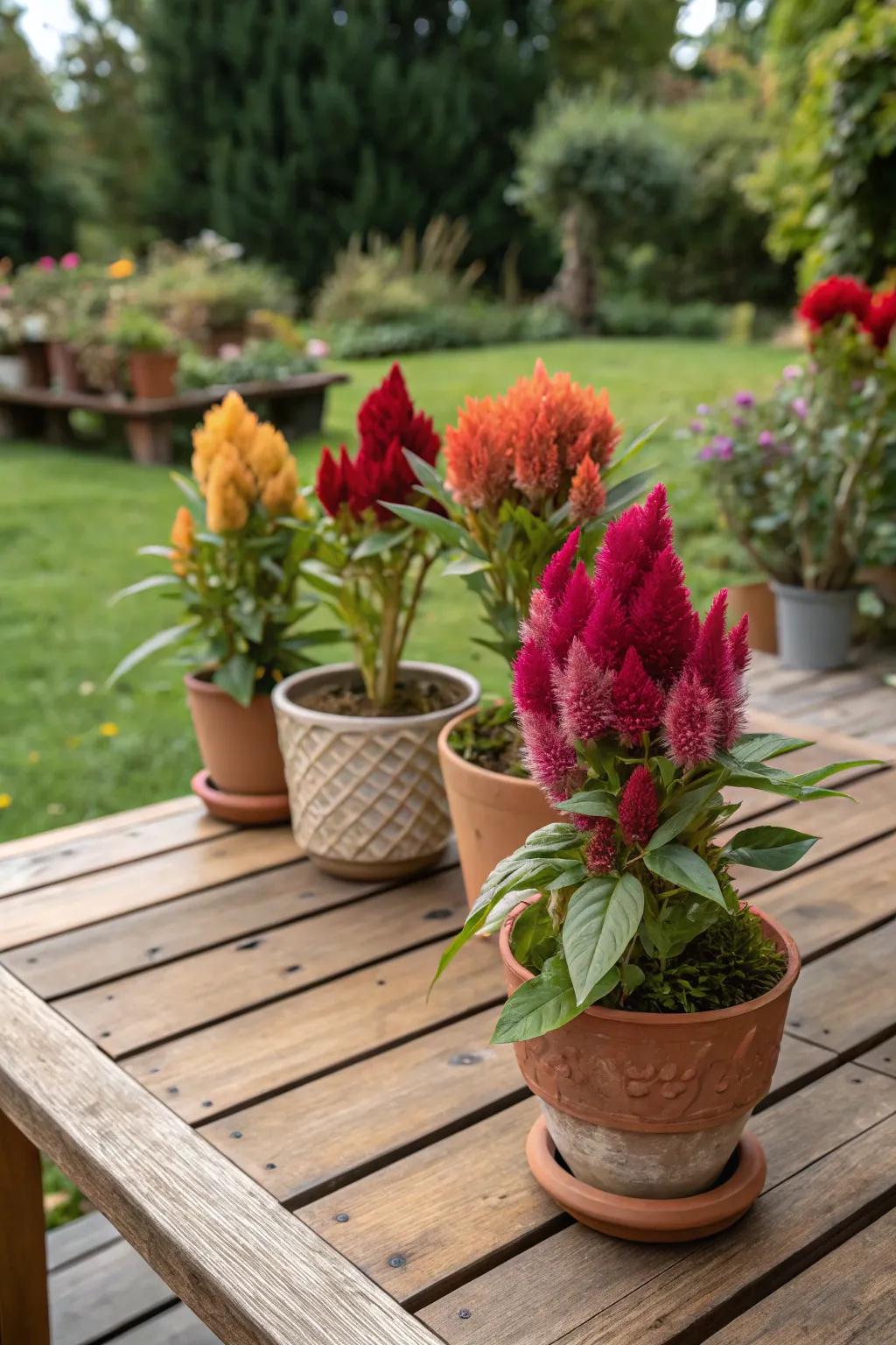 A miniature garden celebration showcasing Featherbloom atop a tabletop.