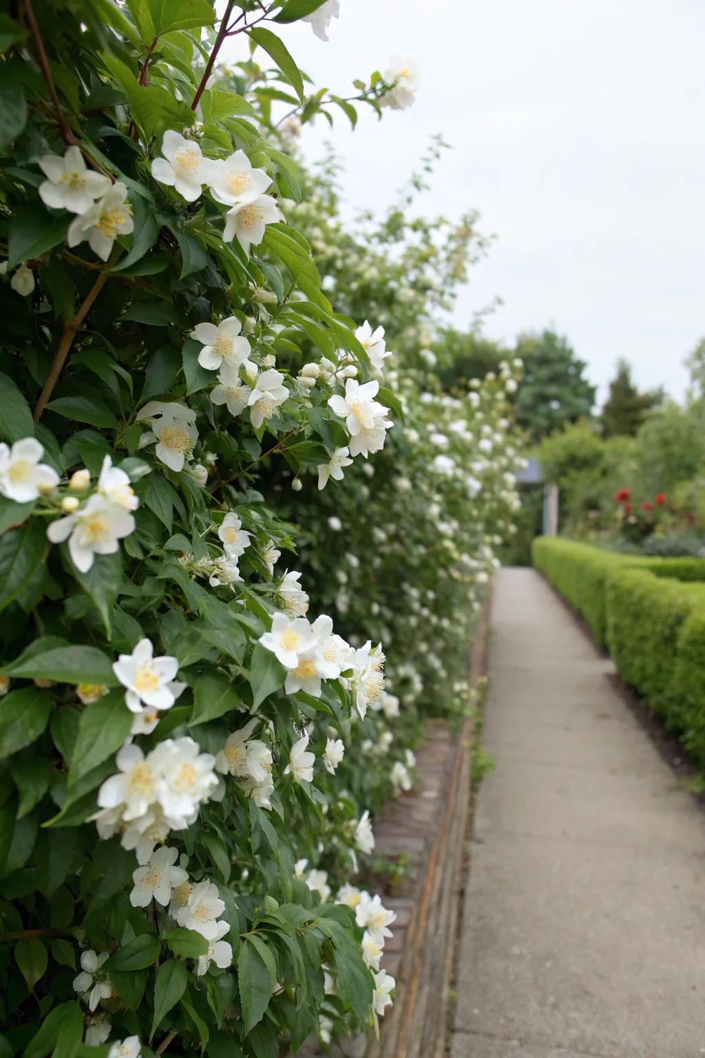 Scented hedges fill your garden with lovely fragrances
