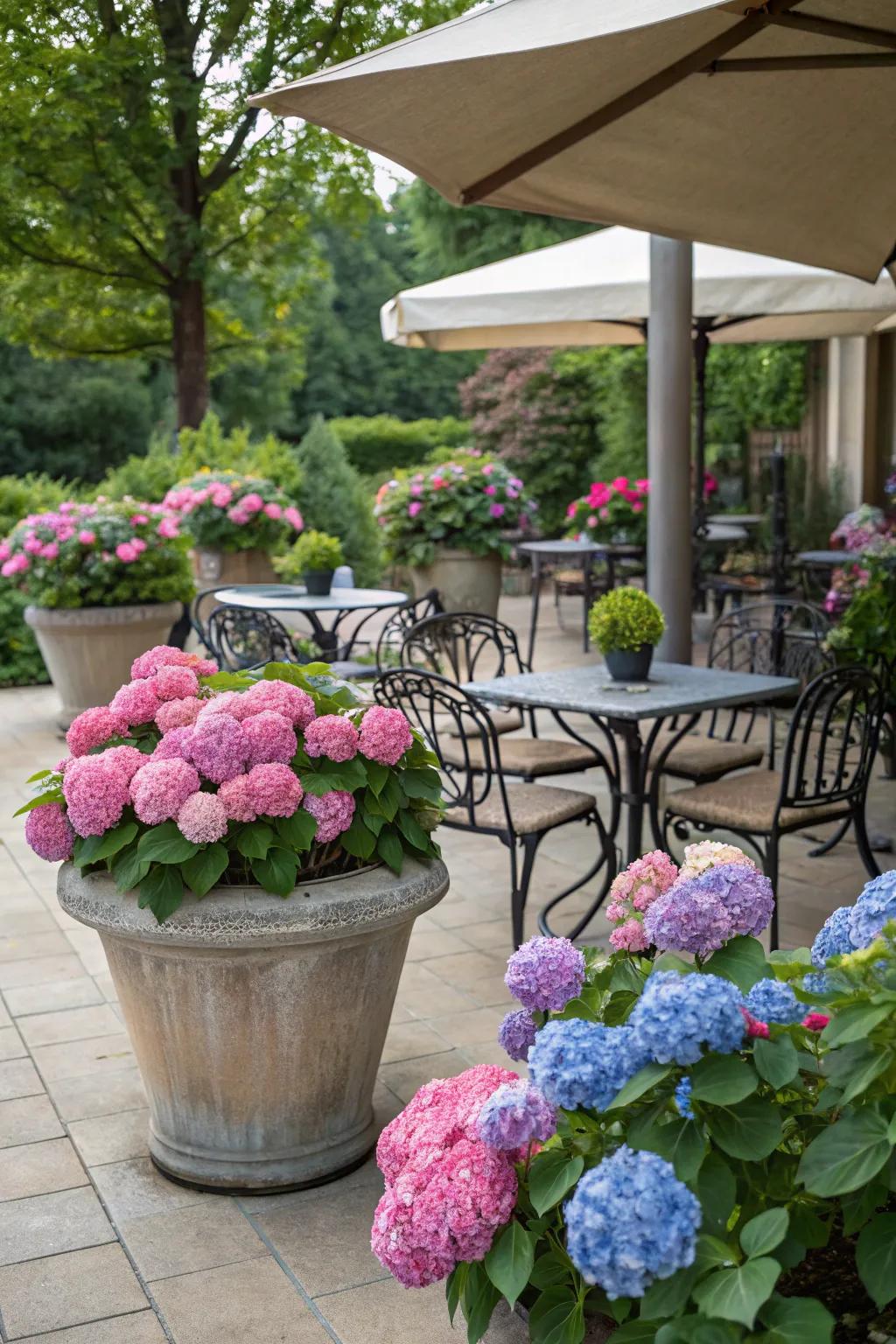 An appealing outdoor seating area encompassed by hydrangeas in pots.