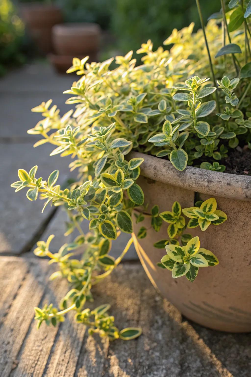 Lemon thyme spilling from a container in sunny conditions.