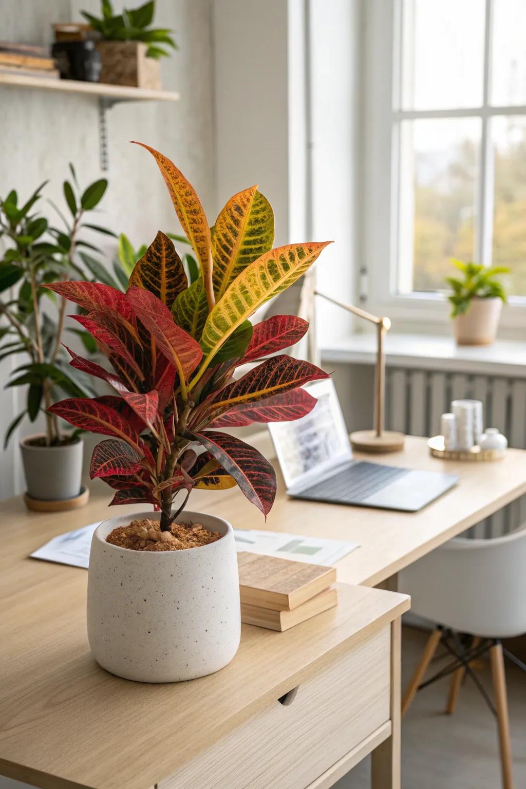 With the vibrant colors of Variegated Laurels, you can brighten up your office and give it a lively feel.