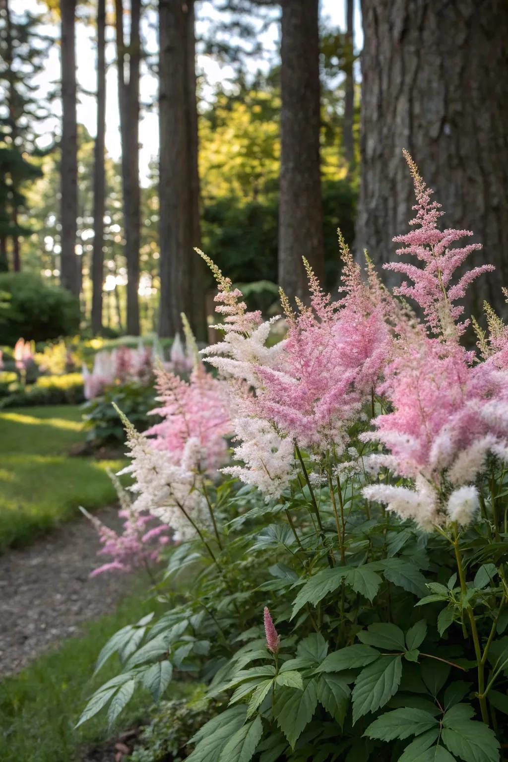 Astilbe lending a soft, feathery elegance to gardens.