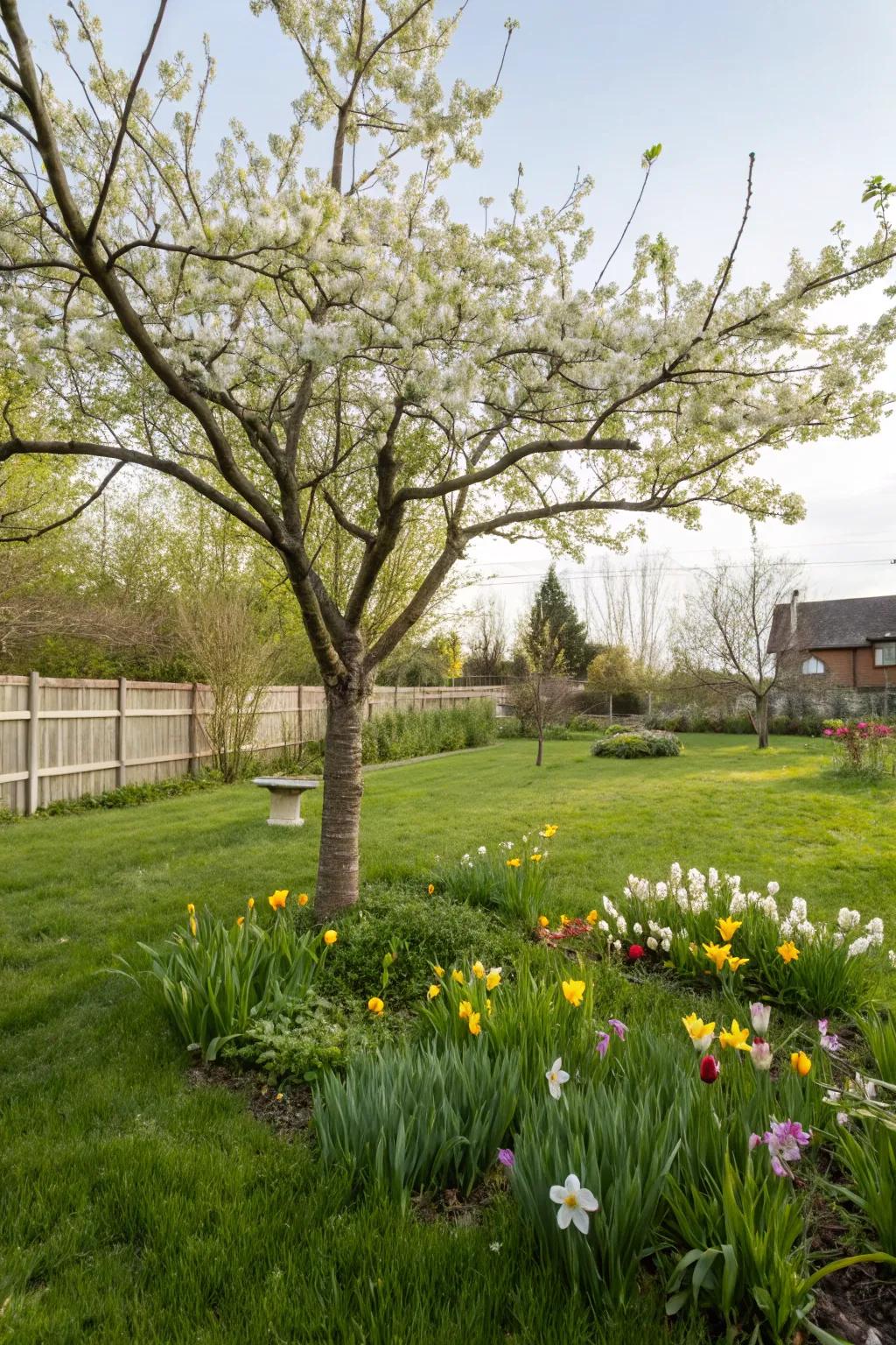 A single tree serving as a striking garden focal point.