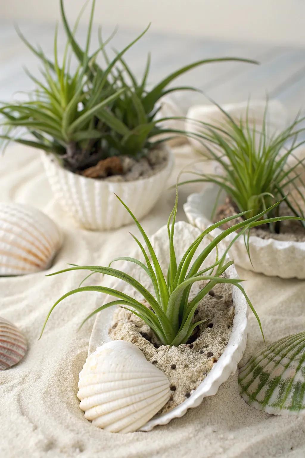 Seashells harmonizing with air plants to create a refreshing coastal vibe.