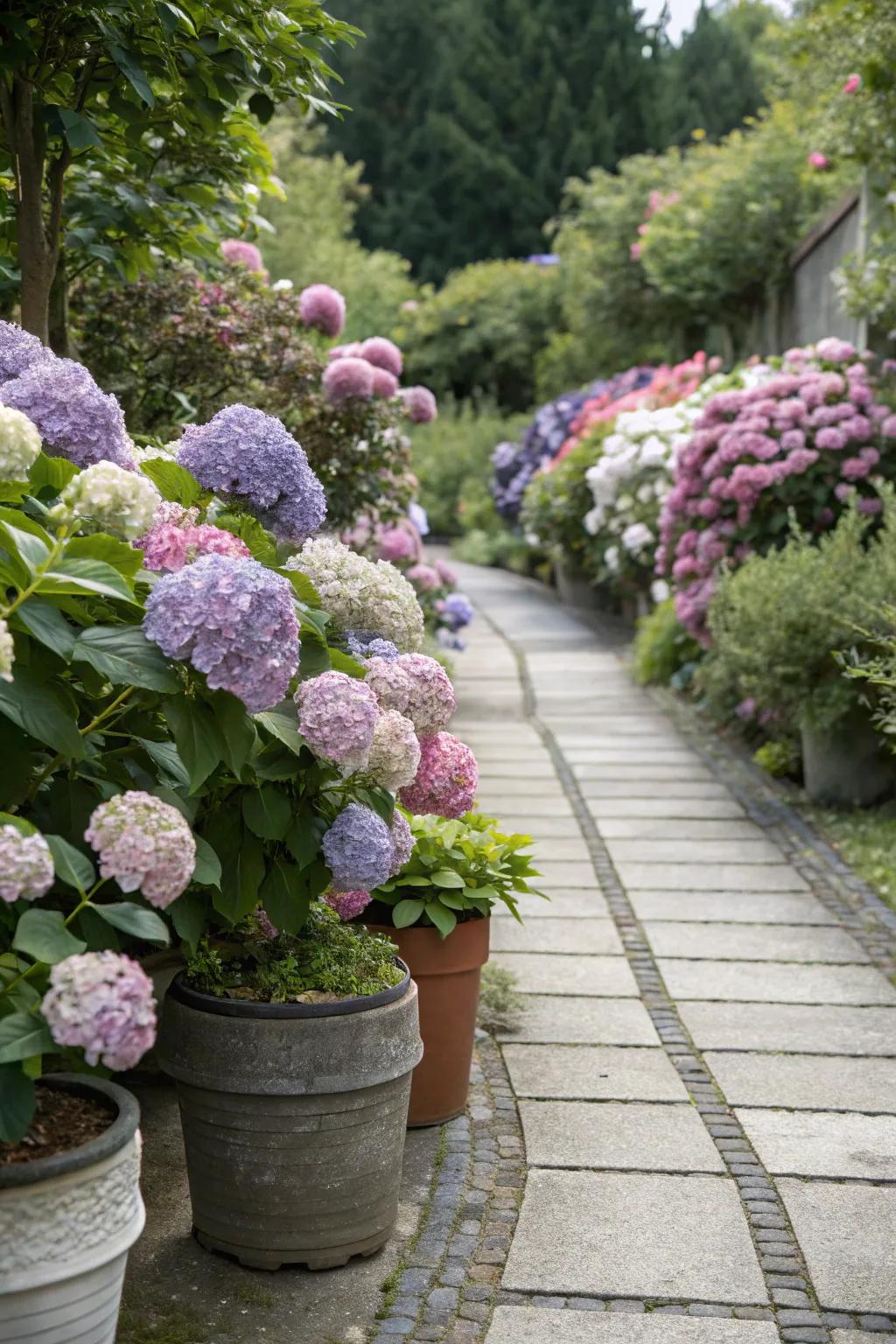A garden footpath beautifully bordered with hydrangeas in pots.
