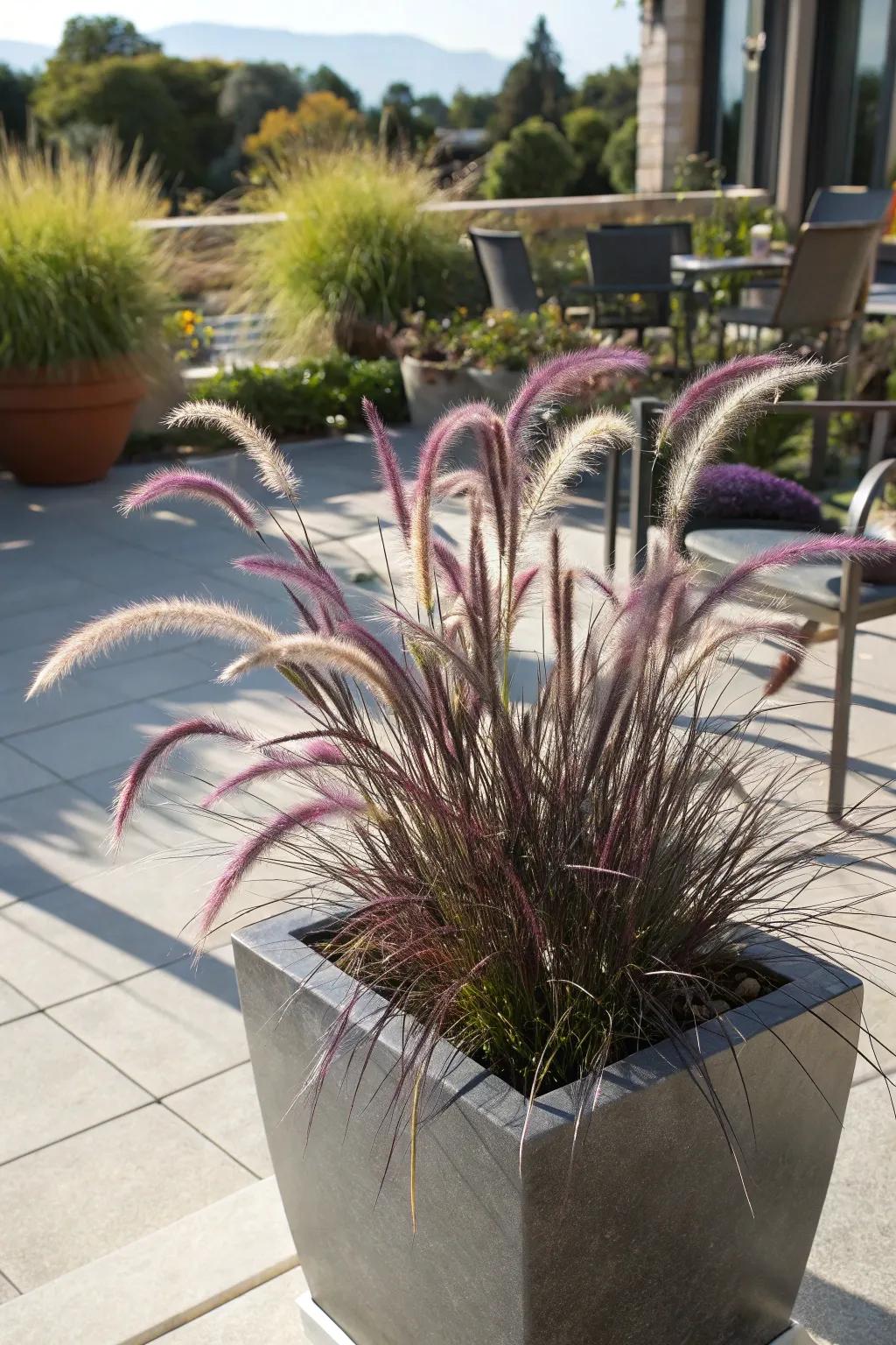 Purple fountain grass contributing texture in full sunlight.