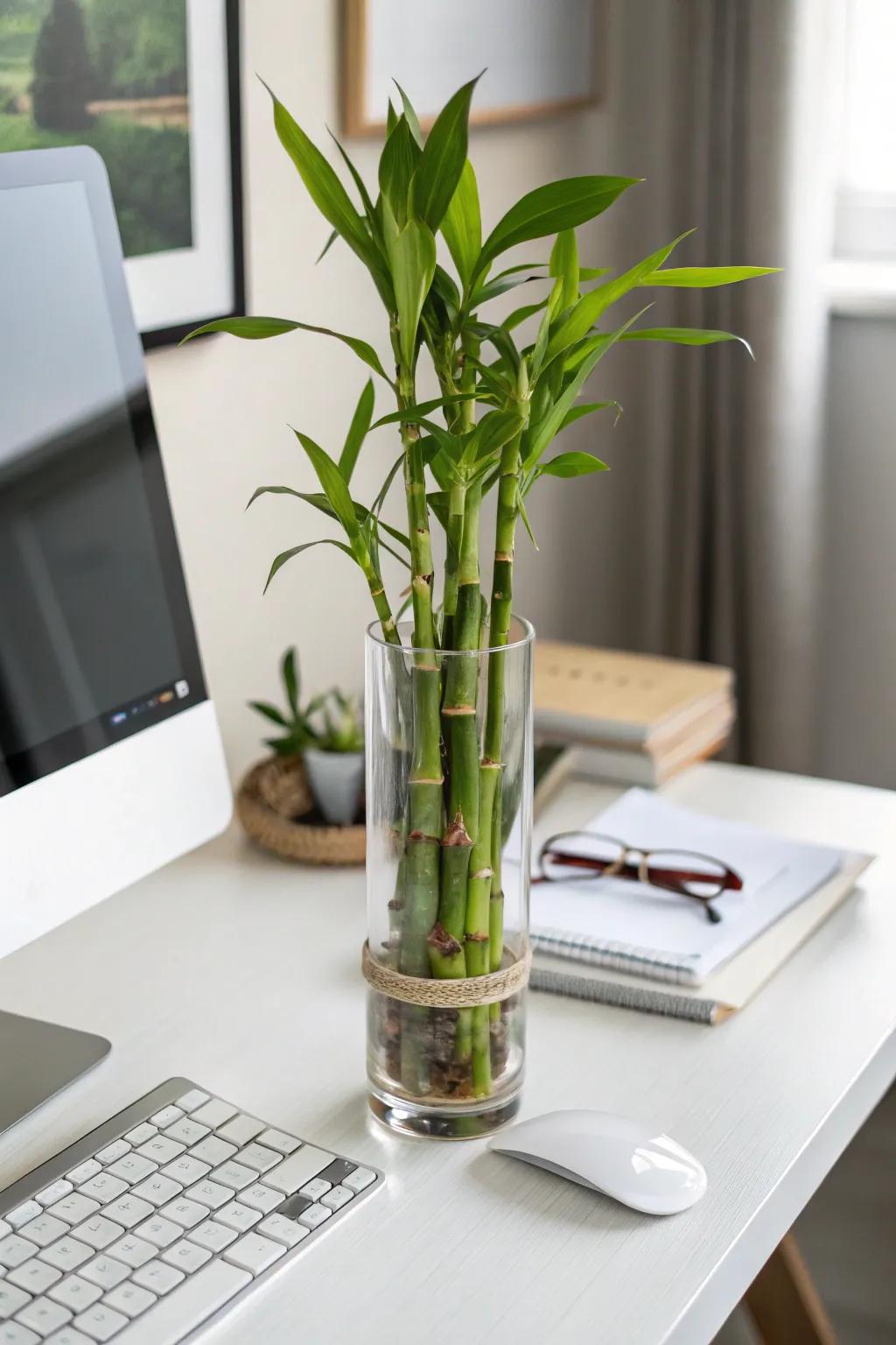 Cheerful reed: simplicity and refinement combined.