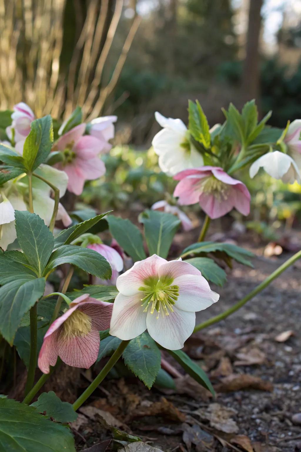 Hellebores ushering in spring to the shadows.