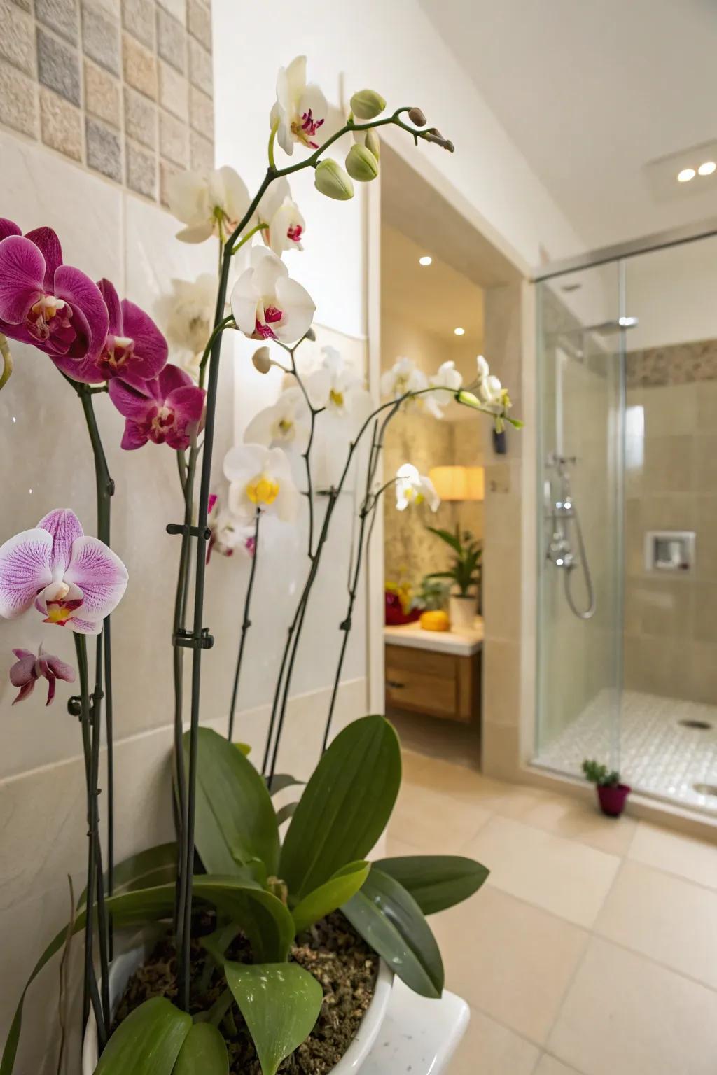 Orchids grant an unexpected grace to your washroom's greenery.