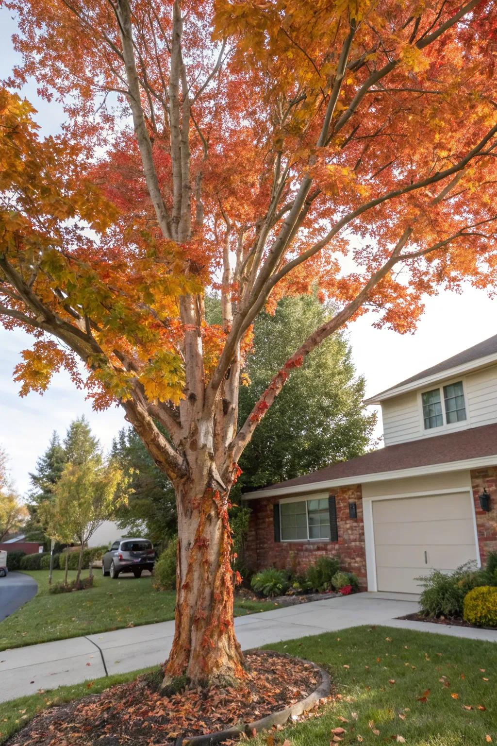 Barkskin maple offering unique texture and color to a yard.