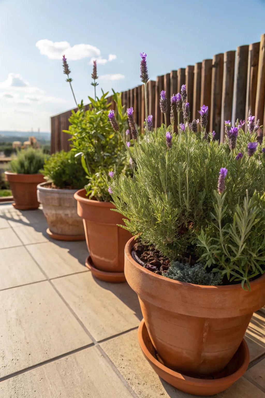 Earthen pots exhibiting lavender and rosemary