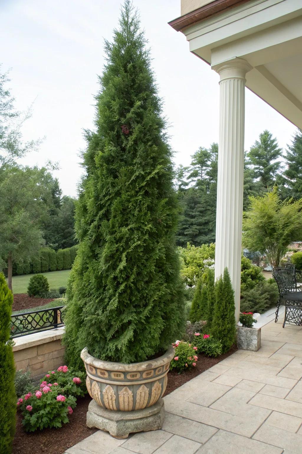 Portable greenery: Arborvitae in containers for adaptable scenery.