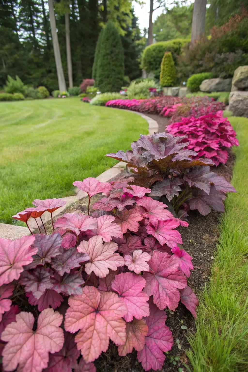 Huecheras act as a lovely ground cover plant in a garden bed.