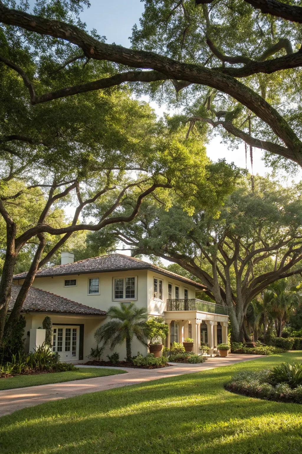Tree borders offer structure and shade to your garden.