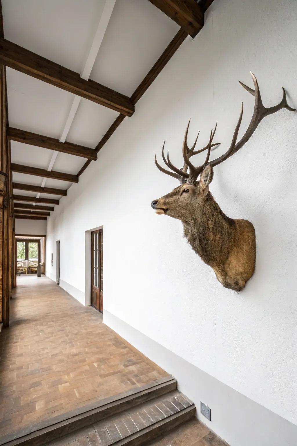 A minimalist deer mount that makes a strong statement.
