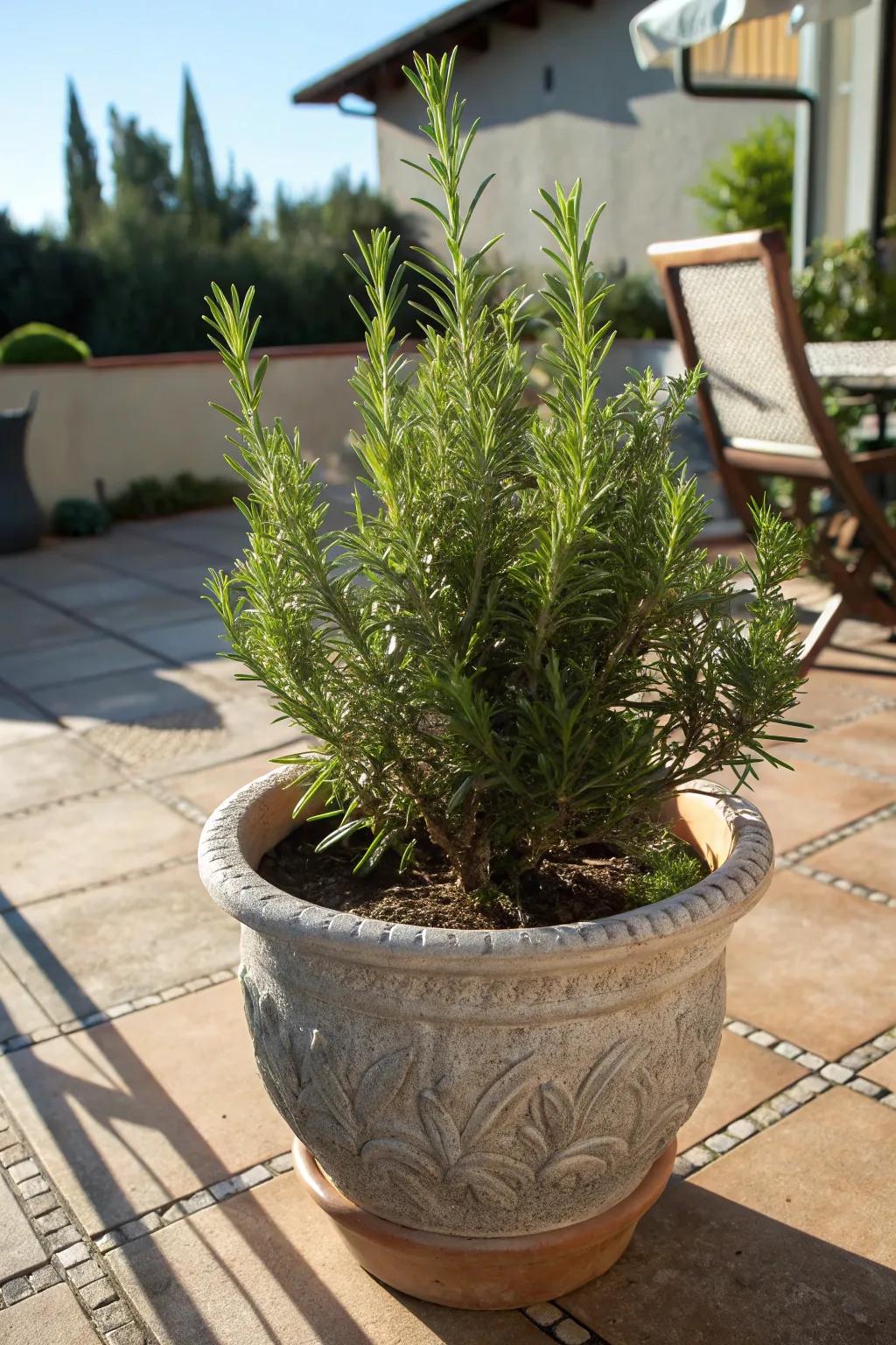 Rosemary thriving with resilient charm in the sunlight.